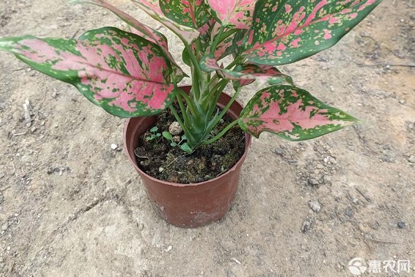 如意皇后開花預(yù)兆什么？如意皇后要怎么養(yǎng)？-圖片版權(quán)歸惠農(nóng)網(wǎng)所有