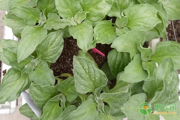 冰菜的種植管理與采收-圖片版權歸惠農網(wǎng)所有