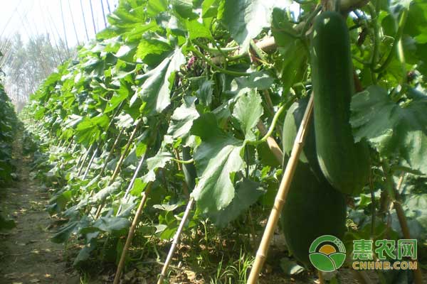 冬瓜的種植技術(shù)跟管理-圖片版權(quán)歸惠農(nóng)網(wǎng)所有