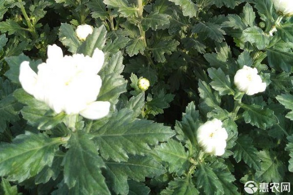 白善菊花種植與管理-圖片版權(quán)歸惠農(nóng)網(wǎng)所有