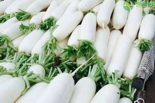 白蘿卜的種植技術(shù)和田間管理-圖片版權(quán)歸惠農(nóng)網(wǎng)所有
