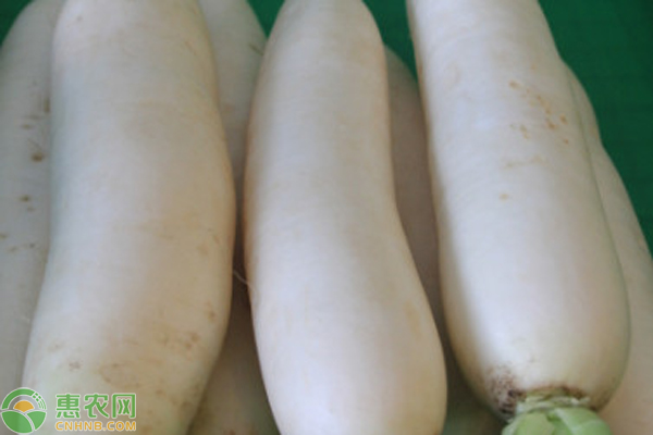 白蘿卜的種植技術(shù)和田間管理-圖片版權(quán)歸惠農(nóng)網(wǎng)所有