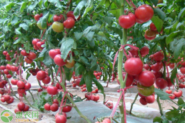 番茄種植方法和管理方法-圖片版權(quán)歸惠農(nóng)網(wǎng)所有