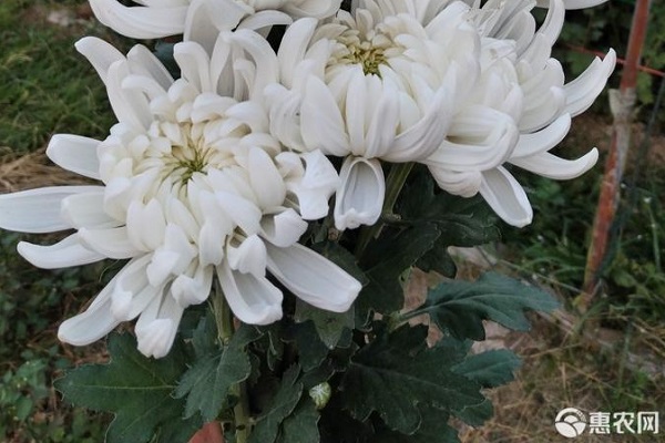 白善菊花種植與管理-圖片版權(quán)歸惠農(nóng)網(wǎng)所有
