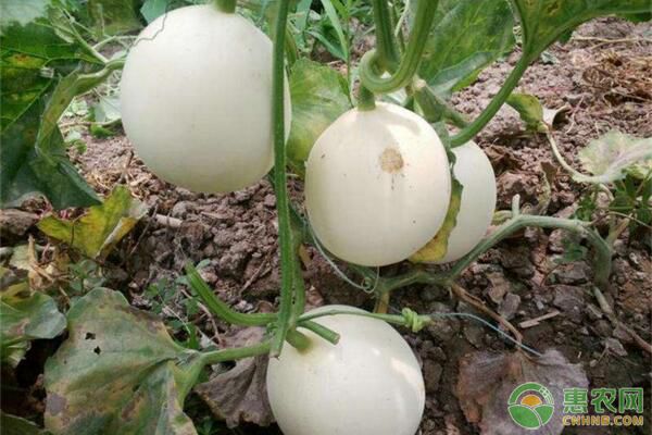 白香瓜種植技術(shù)與管理法-圖片版權(quán)歸惠農(nóng)網(wǎng)所有