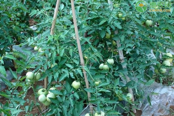 番茄種植方法和管理方法-圖片版權(quán)歸惠農(nóng)網(wǎng)所有
