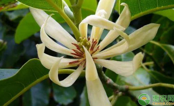 白蘭花怎么種植方法-圖片版權(quán)歸惠農(nóng)網(wǎng)所有