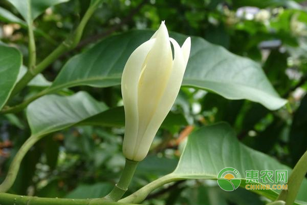 白蘭花怎么種植方法-圖片版權(quán)歸惠農(nóng)網(wǎng)所有