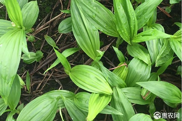 白芨栽培种植技术-图片版权归惠农网所有