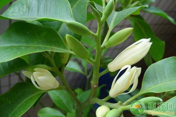 白蘭花怎么種植方法-圖片版權(quán)歸惠農(nóng)網(wǎng)所有