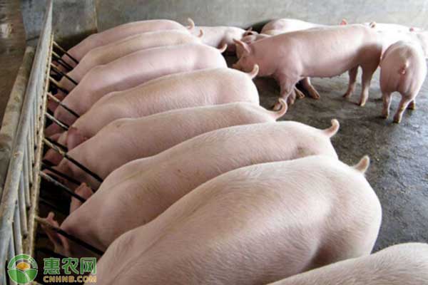 豬熱應激最佳治療方案-圖片版權歸惠農網(wǎng)所有