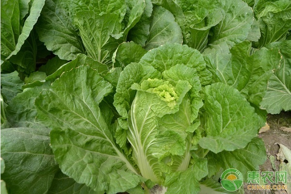 黄芽菜的种植时间与方法-图片版权归惠农网所有