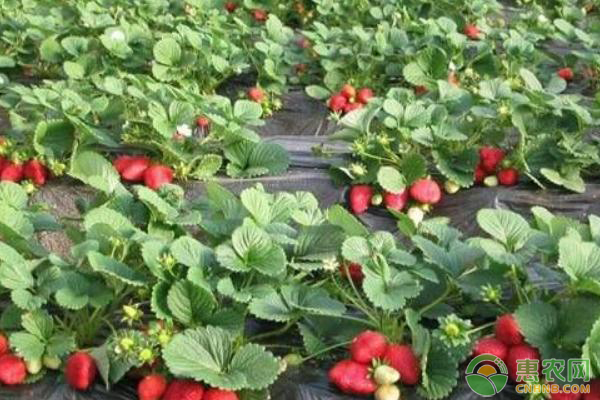 草莓育苗的種植方法及管理-圖片版權(quán)歸惠農(nóng)網(wǎng)所有