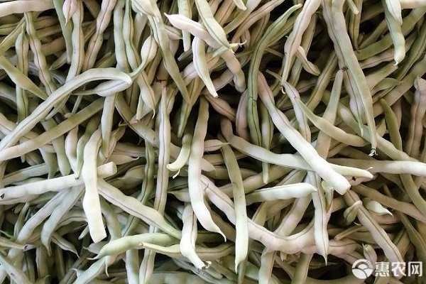 白蕓豆的種植與管理-圖片版權(quán)歸惠農(nóng)網(wǎng)所有