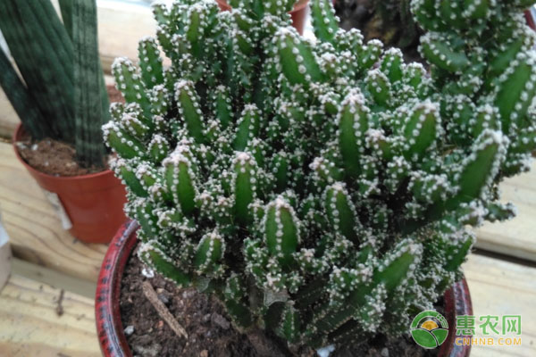 萬重山仙人掌的養(yǎng)殖方法-圖片版權歸惠農(nóng)網(wǎng)所有