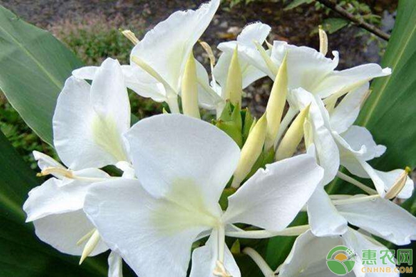 晚香玉几点开花？怎么养护？-图片版权归惠农网所有