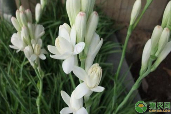 晚香玉几点开花？怎么养护？-图片版权归惠农网所有