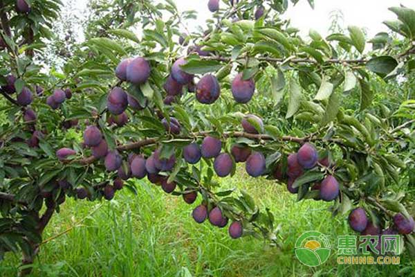 西梅園間管理要點-圖片版權(quán)歸惠農(nóng)網(wǎng)所有