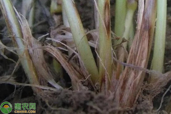 小麥紋枯病用什么藥最好？-圖片版權(quán)歸惠農(nóng)網(wǎng)所有