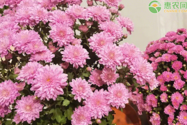 菊花种植技术与栽培管理-图片版权归惠农网所有