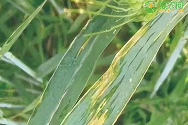 小麥細(xì)菌性條斑病用什么藥？-圖片版權(quán)歸惠農(nóng)網(wǎng)所有