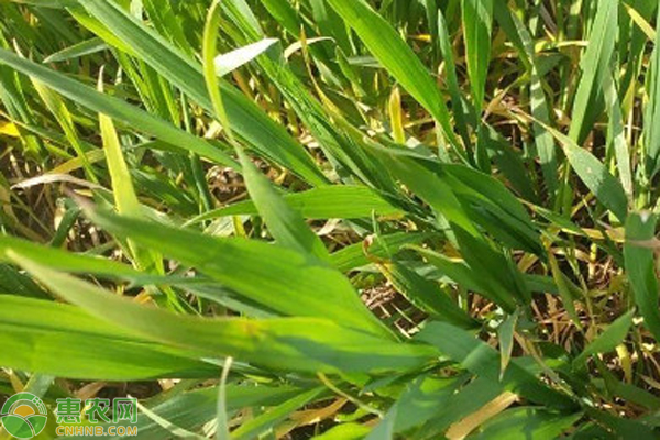 小麥細(xì)菌性條斑病用什么藥？-圖片版權(quán)歸惠農(nóng)網(wǎng)所有