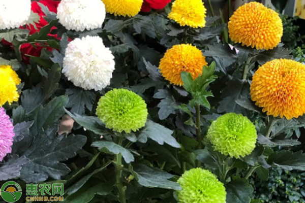 菊花种植技术与栽培管理-图片版权归惠农网所有