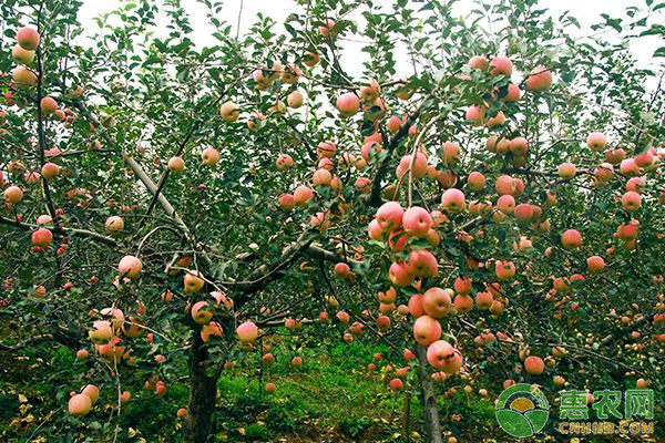 蘋果的高產(chǎn)栽培技術(shù)-圖片版權(quán)歸惠農(nóng)網(wǎng)所有