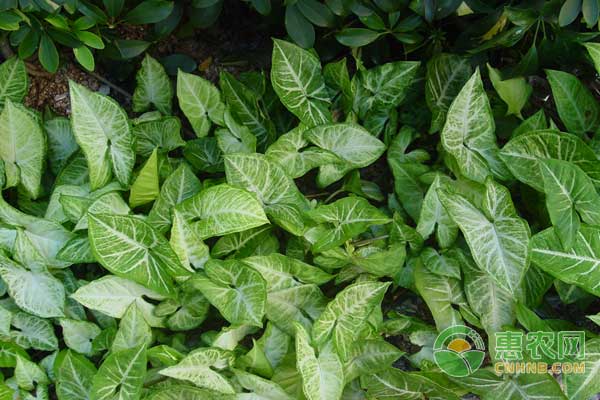 半夏栽培技術(shù)及加工-圖片版權(quán)歸惠農(nóng)網(wǎng)所有