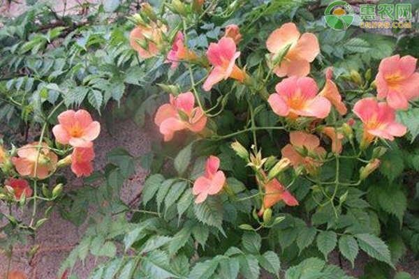 冬季凌霄花的養(yǎng)殖方法-圖片版權(quán)歸惠農(nóng)網(wǎng)所有