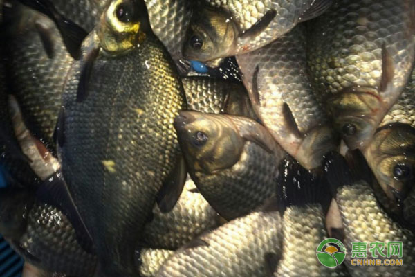 鳊魚養(yǎng)殖的方法及技術(shù)-圖片版權(quán)歸惠農(nóng)網(wǎng)所有