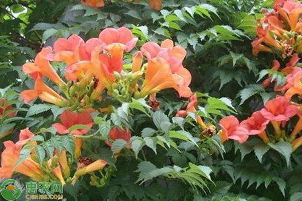 冬季凌霄花的養(yǎng)殖方法-圖片版權(quán)歸惠農(nóng)網(wǎng)所有