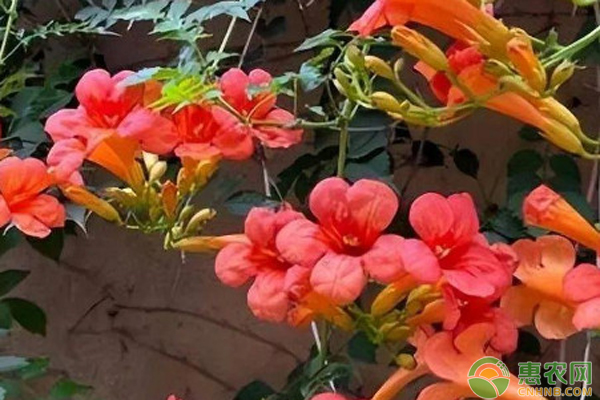 冬季凌霄花的養(yǎng)殖方法-圖片版權(quán)歸惠農(nóng)網(wǎng)所有