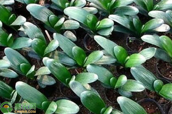 君子蘭種子種植方法和種植時(shí)間-圖片版權(quán)歸惠農(nóng)網(wǎng)所有