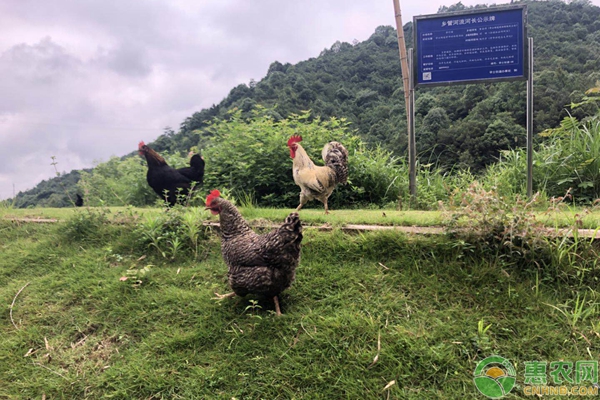 大山养鸡会有哪些困难？-图片版权归惠农网所有