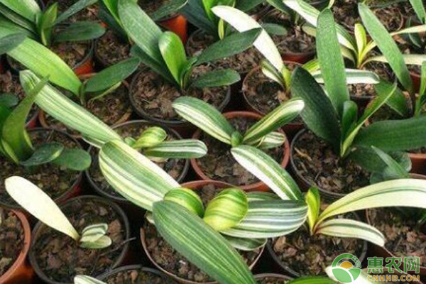 君子蘭種子種植方法和種植時(shí)間-圖片版權(quán)歸惠農(nóng)網(wǎng)所有