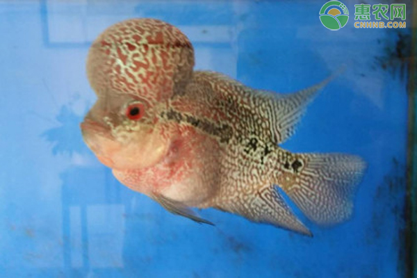 羅漢魚(yú)能和什么魚(yú)混養(yǎng)？-圖片版權(quán)歸惠農(nóng)網(wǎng)所有