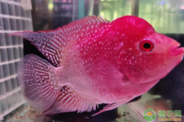 羅漢魚(yú)能和什么魚(yú)混養(yǎng)？-圖片版權(quán)歸惠農(nóng)網(wǎng)所有