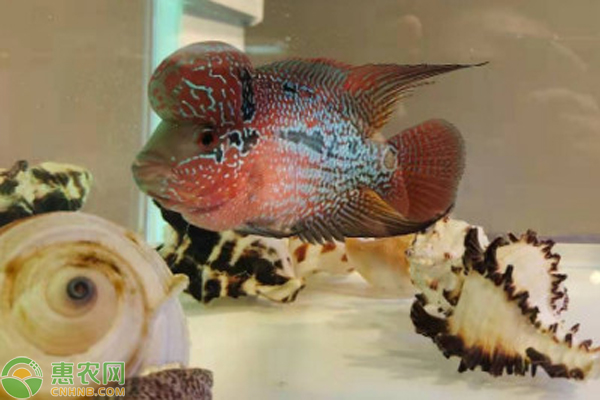 羅漢魚(yú)能和什么魚(yú)混養(yǎng)？-圖片版權(quán)歸惠農(nóng)網(wǎng)所有