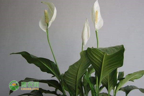 一帆風順的養(yǎng)殖方法和澆水-圖片版權歸惠農(nóng)網(wǎng)所有