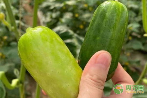 玉女黃瓜適合幾月栽種？-圖片版權(quán)歸惠農(nóng)網(wǎng)所有