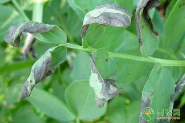 蠶豆種植與管理方法-圖片版權(quán)歸惠農(nóng)網(wǎng)所有