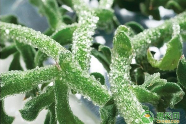 冰草種植方法和季節(jié)-圖片版權(quán)歸惠農(nóng)網(wǎng)所有