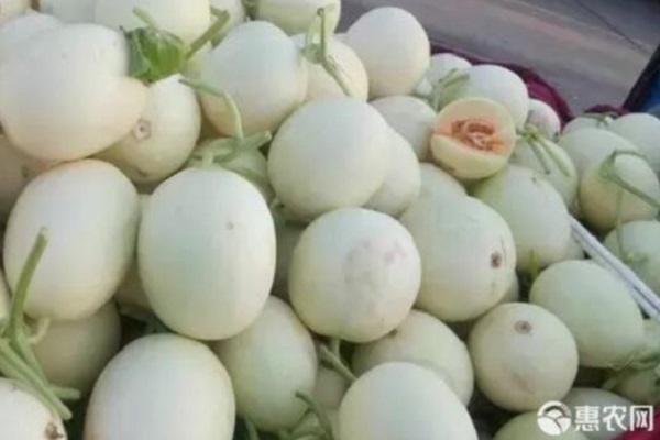 白甜瓜種植技術(shù)與管理-圖片版權(quán)歸惠農(nóng)網(wǎng)所有