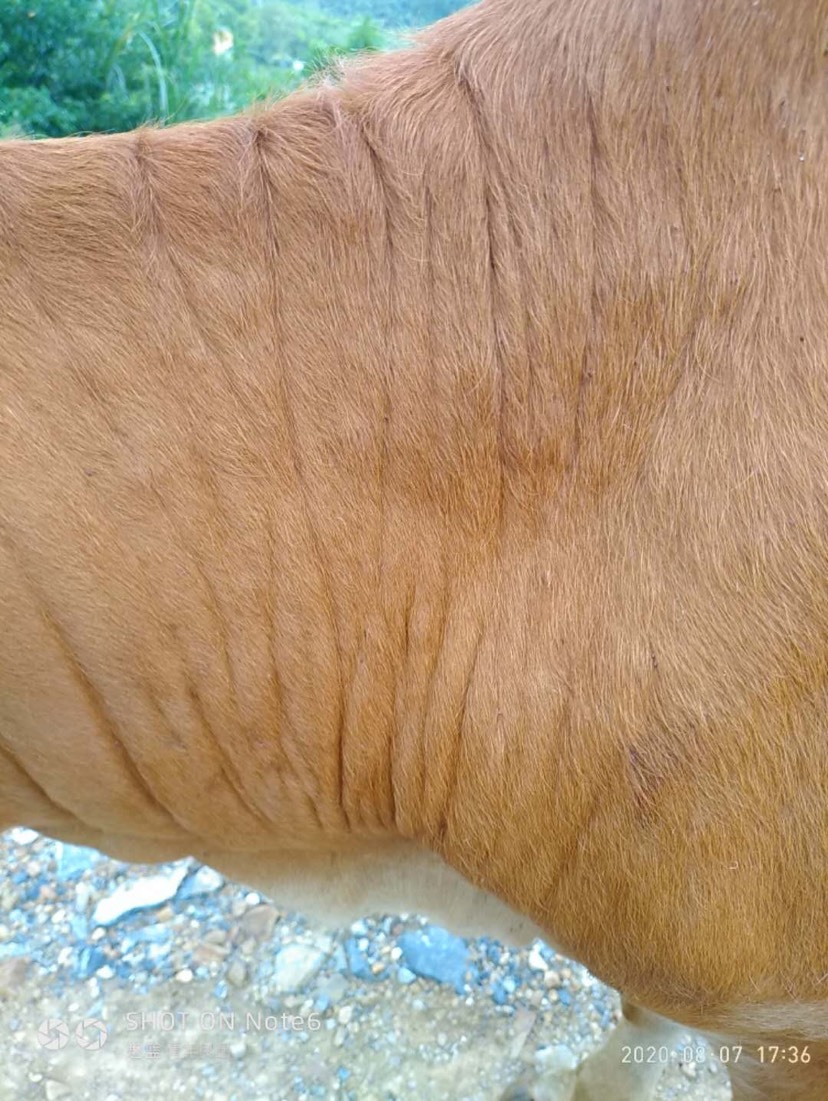 我家的牛突然长的稍有些硬的疙瘩也不是特别硬请问是患了什么病具有