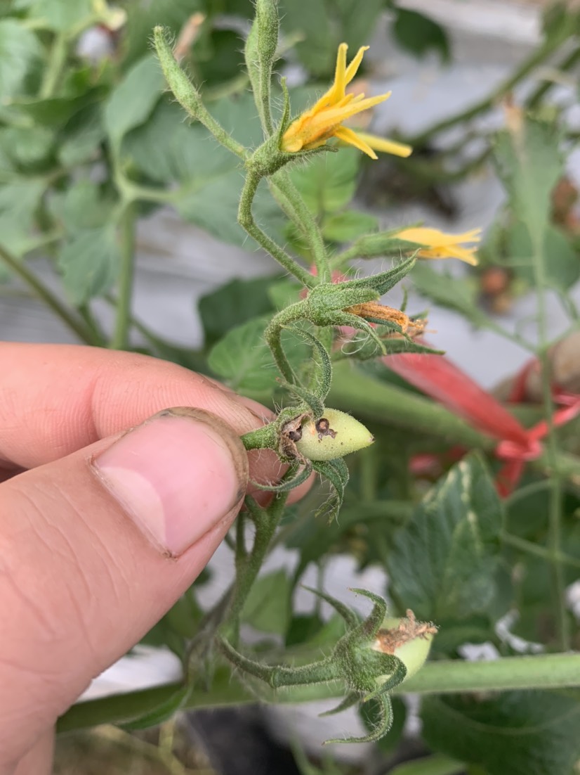 老师您好请问这小番茄是什么病导致的花干枯枯萎掉花掉果果实腐烂是否