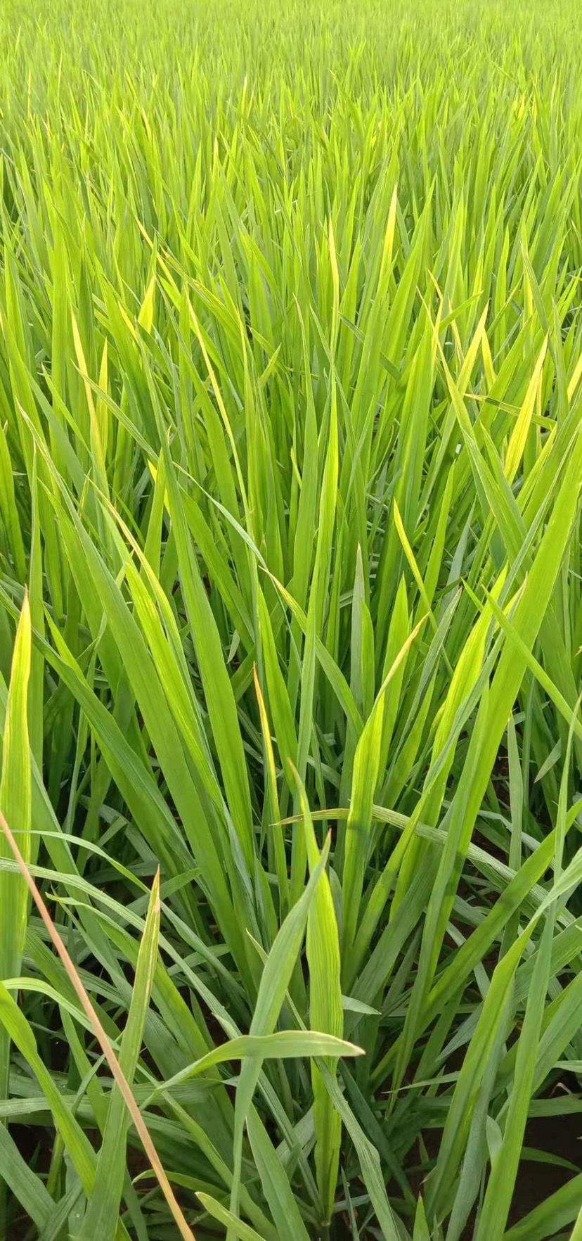 这几天水稻叶子梢发黄一天就黄了好多,专家能帮看下吗