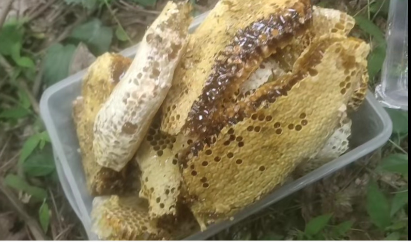 泉州野生土蜂蜜