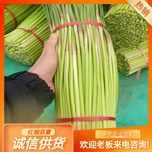 通许县河南开封红帽蒜苔   新鲜早熟蒜苔，无泡水，长度50左右，