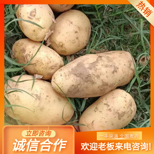 四子王旗土豆大量上市，产地直发，品种齐全，承接电商，市场，入库商，